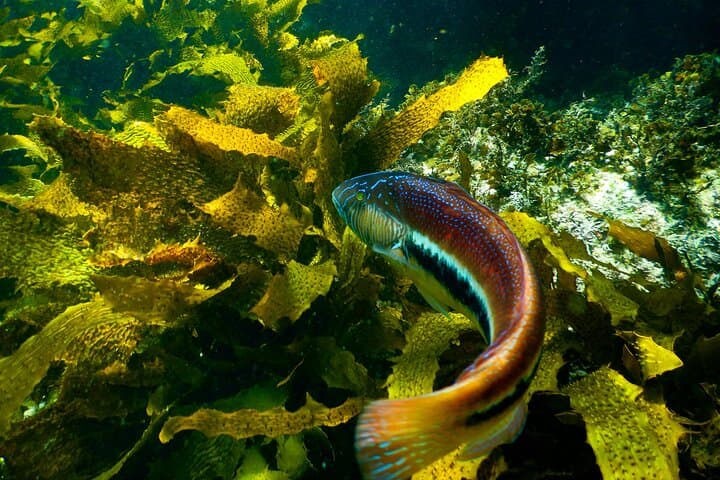 Private Snorkeling Tour In Sydney's Marine Reserve