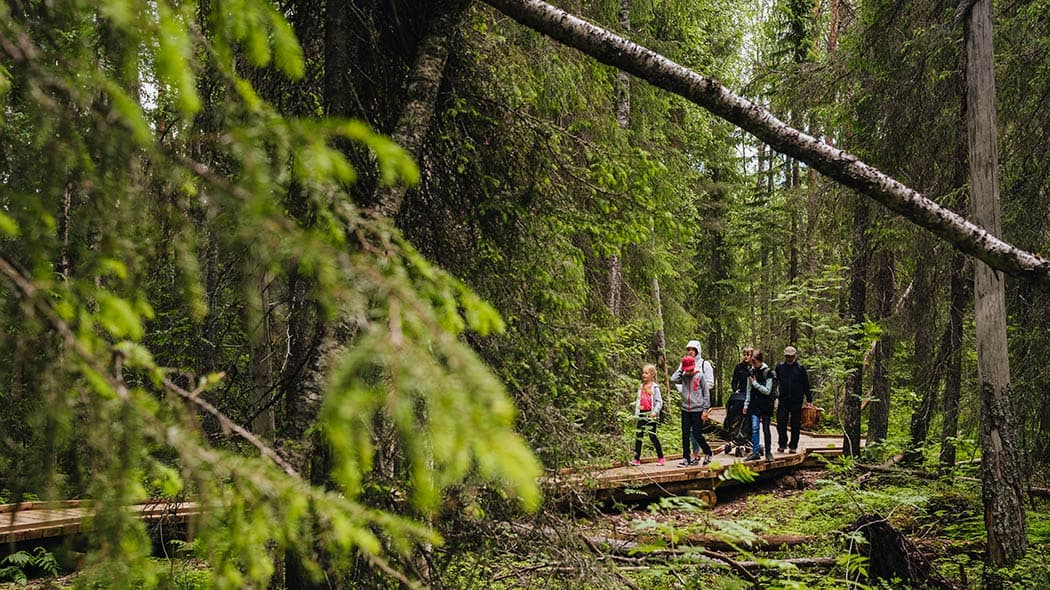 VAATTUKIKONGAS HIKE : the forest trail