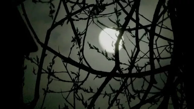 GT-IT Edinburgh: 2-Hour Nighttime Ghost Tour - Italian Tour Guide