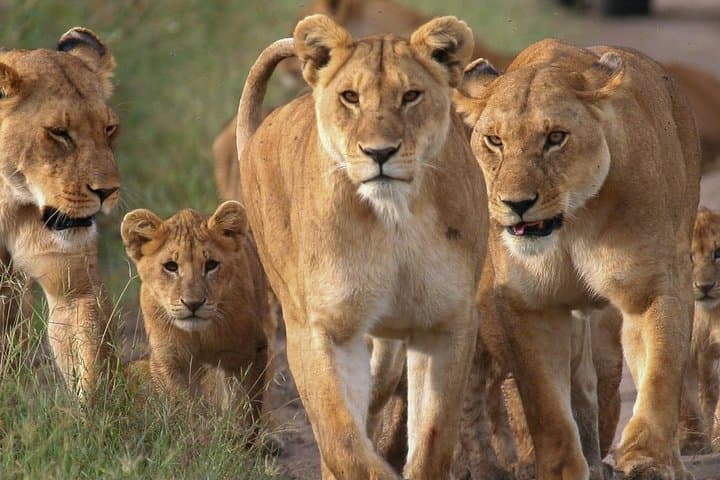 4 Days Small Group Maasai Mara and Lake Nakuru Safari 