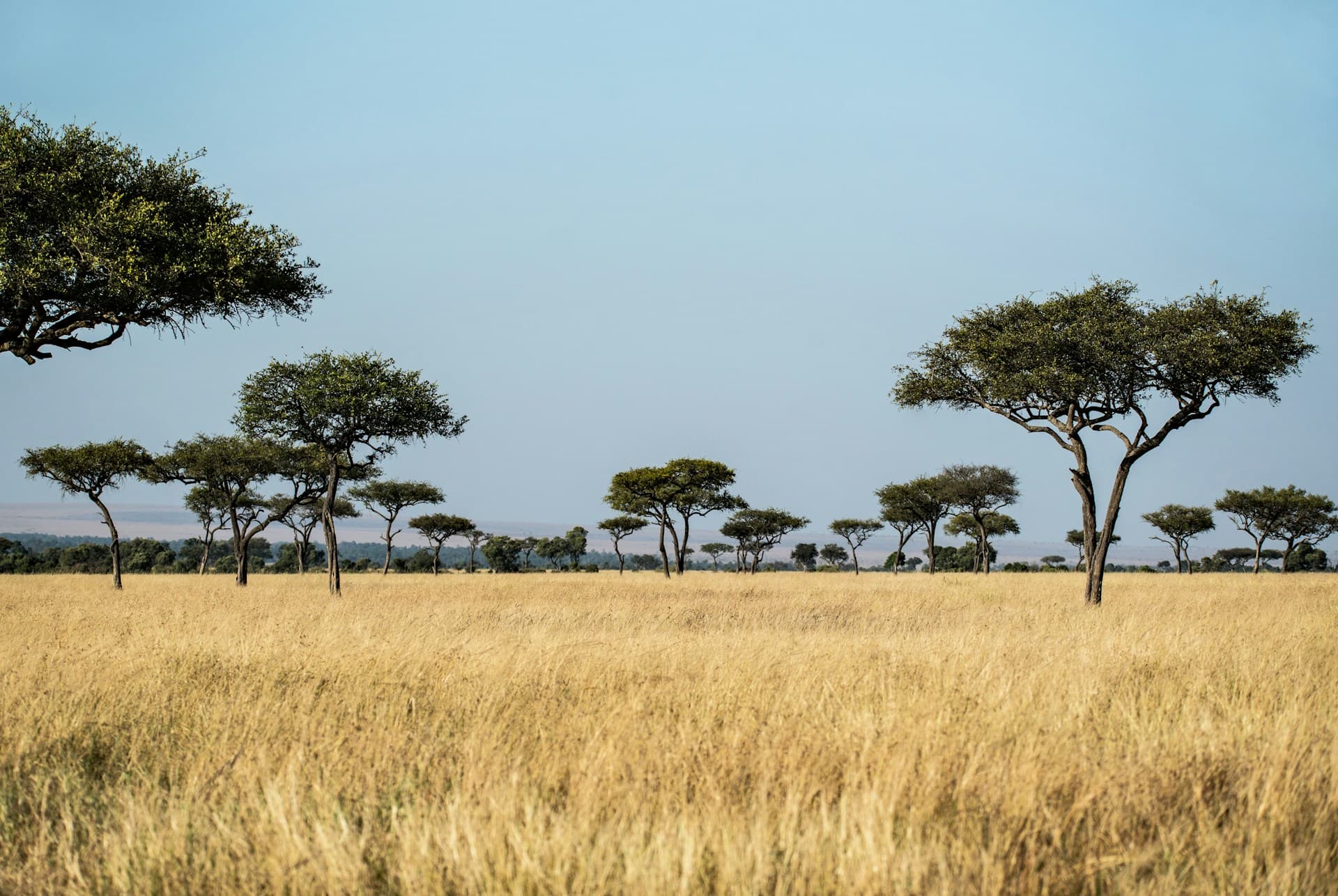 6 Days Lodge & Tented Camp Safari Luxury - The Serengeti Trail & Lake Manyara