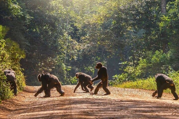 3 Days Queen Elizabeth Wildlife Safari