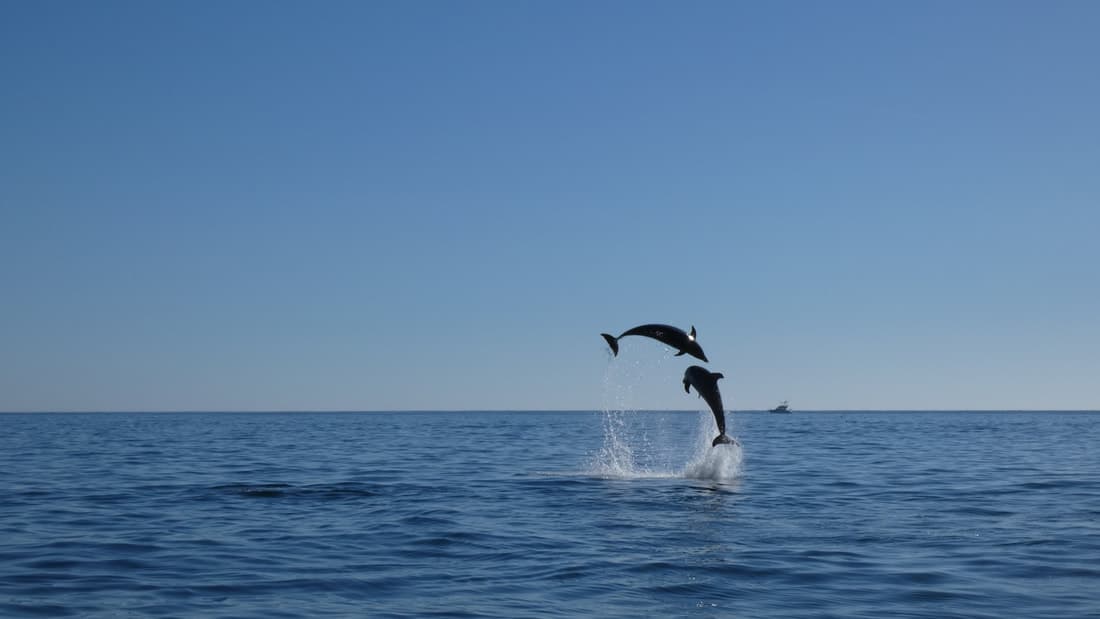 Setúbal by Sea: Dolphin Watching Boat Tour