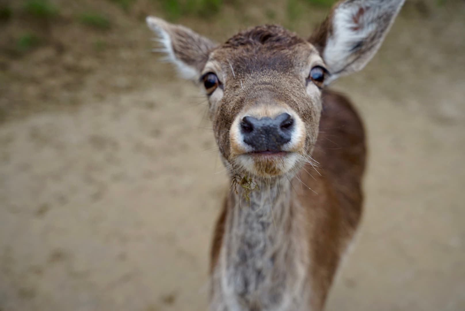 From Ljubljana: Deer Ridge Visit with Tastings