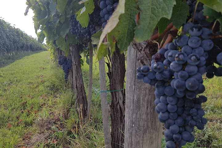 Wine Tasting in Chianti visiting Castellina from Rome