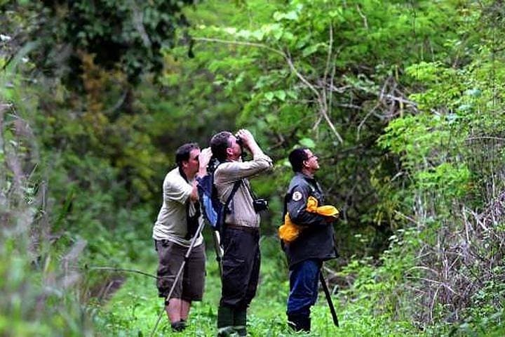 Half Day Birdwatching in Cerro Blanco from Guayaquil