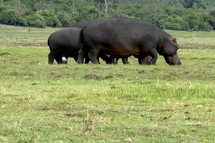 Chobe Morning Game Drive (Half-Day Safari)