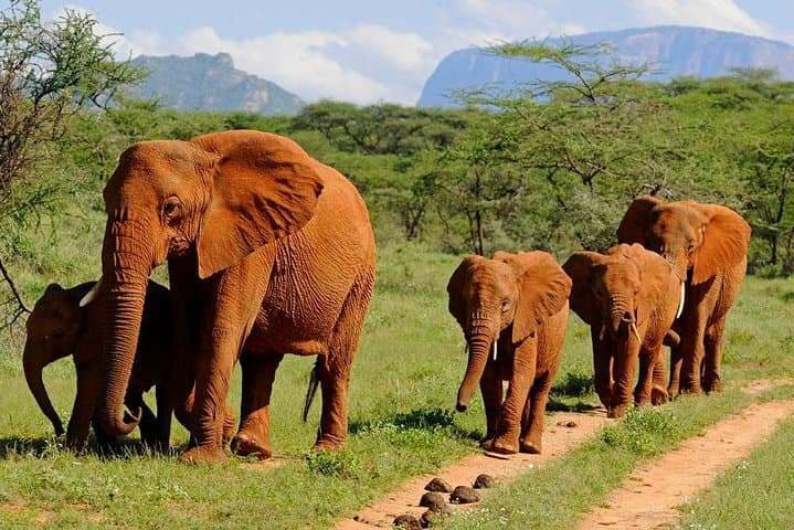 6Days Amboseli, Lake Nakuru and Masai Mara Camping Safari on Jeep