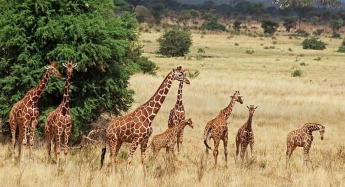 5 Days Classical Safari