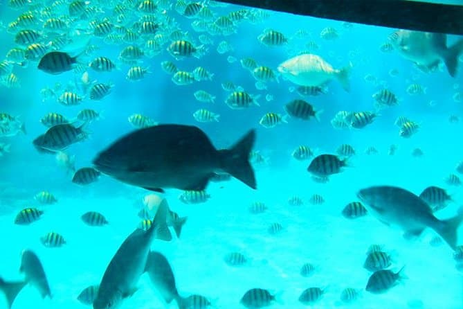 Glass Bottom Boat, Sloth - Monkey Park & West Bay Beach