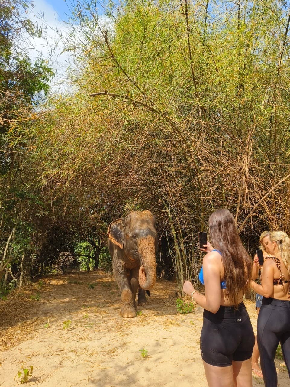 Cambodia Elephants Haft Day Experiences from Siem Reap
