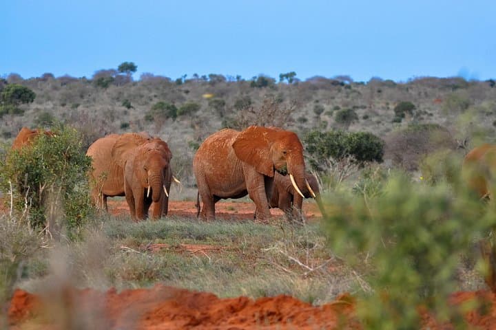 1-Day Tsavo East Safari From Mombasa