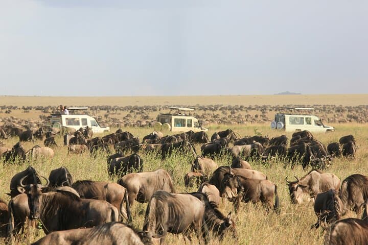4 Days 3 Nights Lake Manyara Serengeti and Ngorongoro Safari