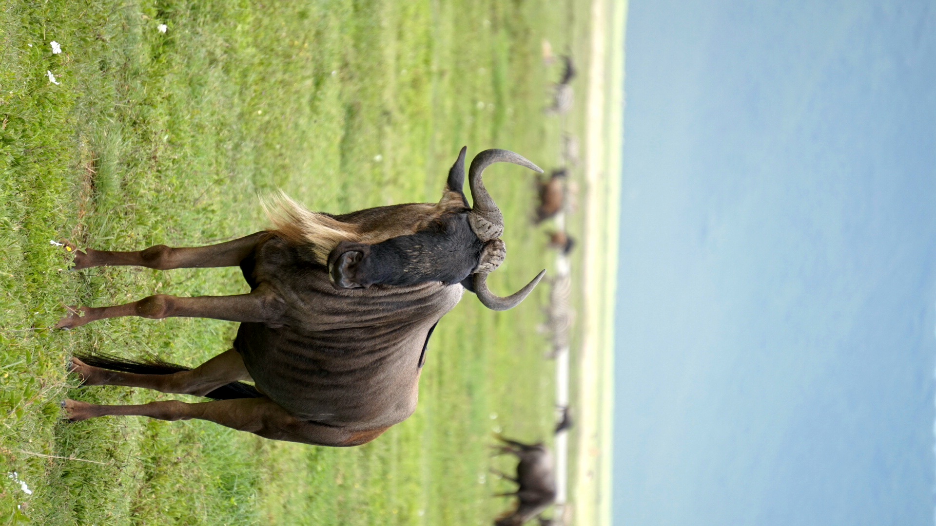 9-Day Tanzania-Uganda Luxury Wildlife and Primates Tour