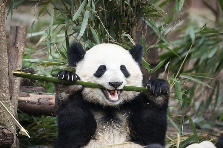 Chengdu 10-Hour Private Customized City Tour:Includ Panda Base