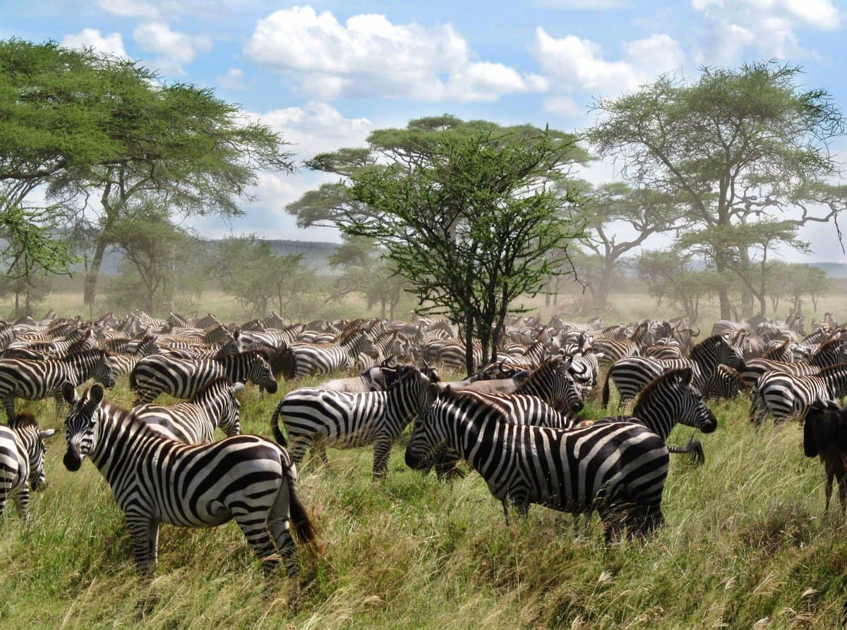 8-Days Uganda and Tanzania connect