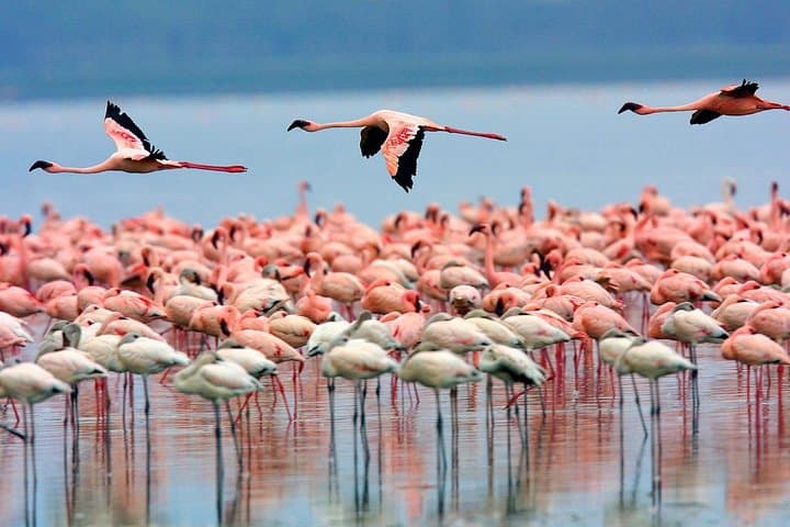 Lake Nakuru Day Trip From Nairobi