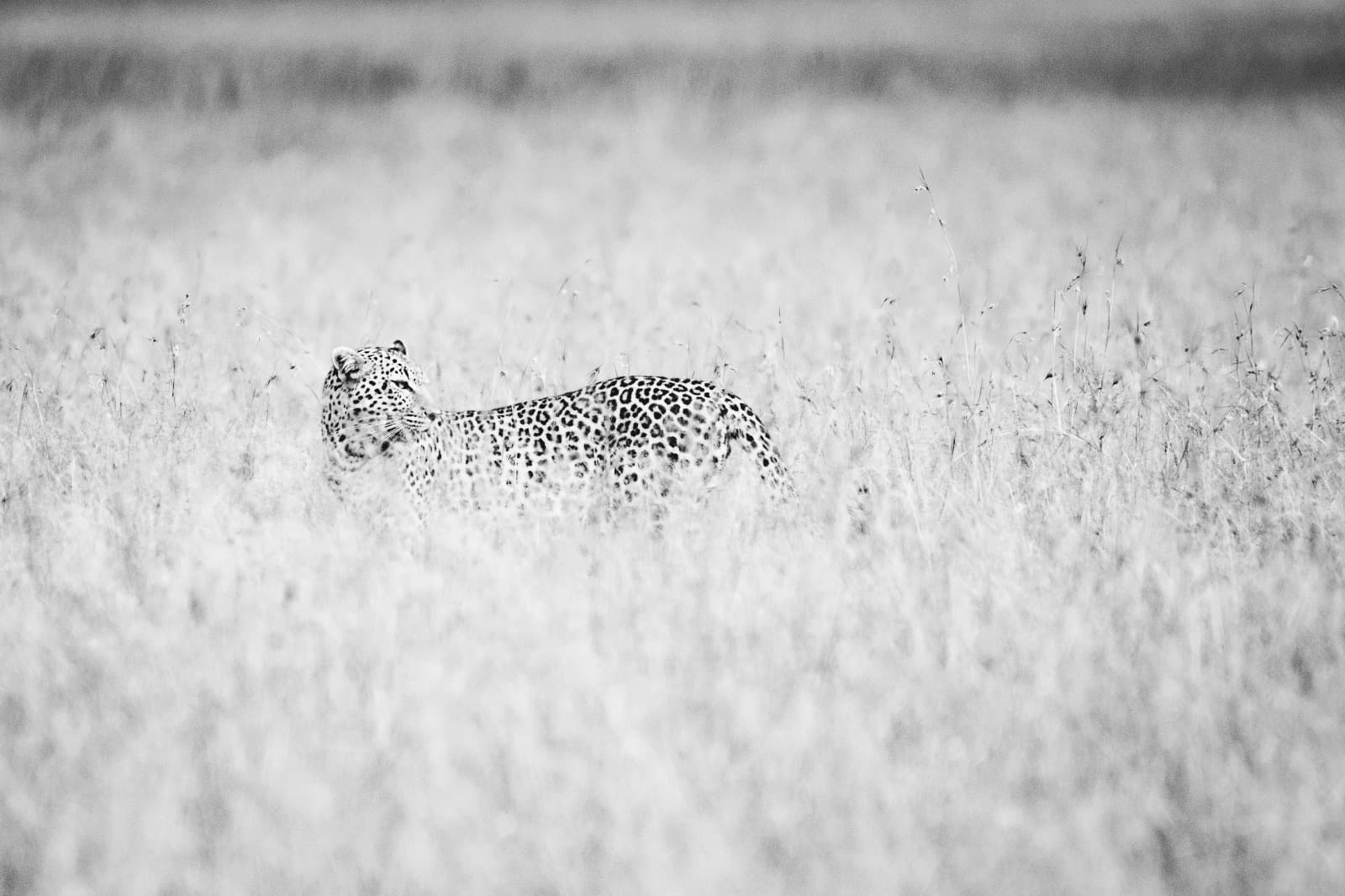 5 days Kenya Magical Safari 