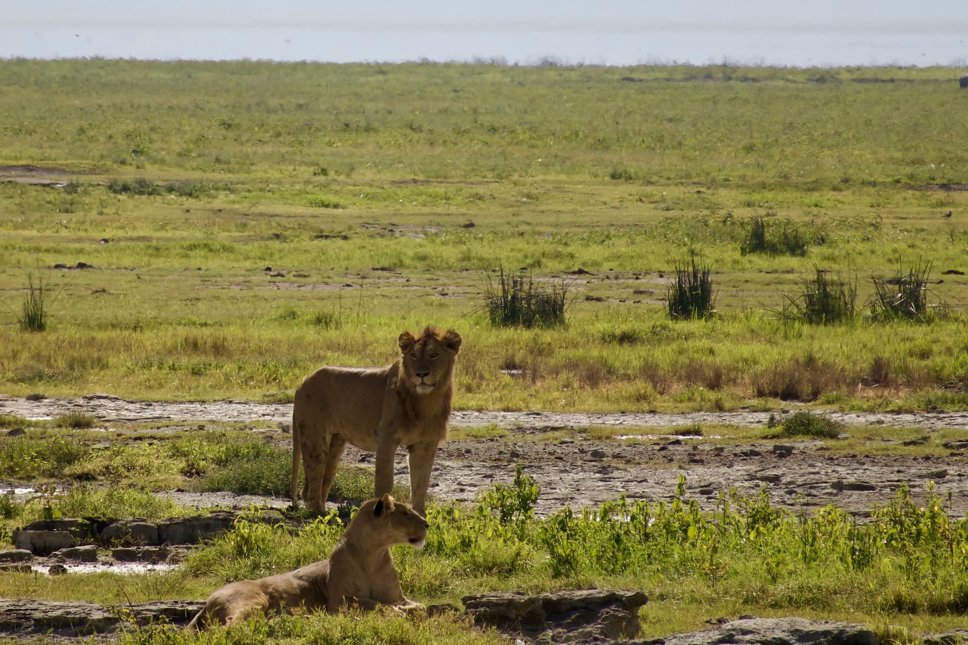 5 Days Serengeti Trail - Tented Camp Midrange Safari