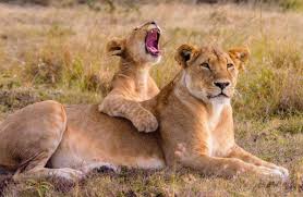 2-Day Masai Mara Safari with Game Drives