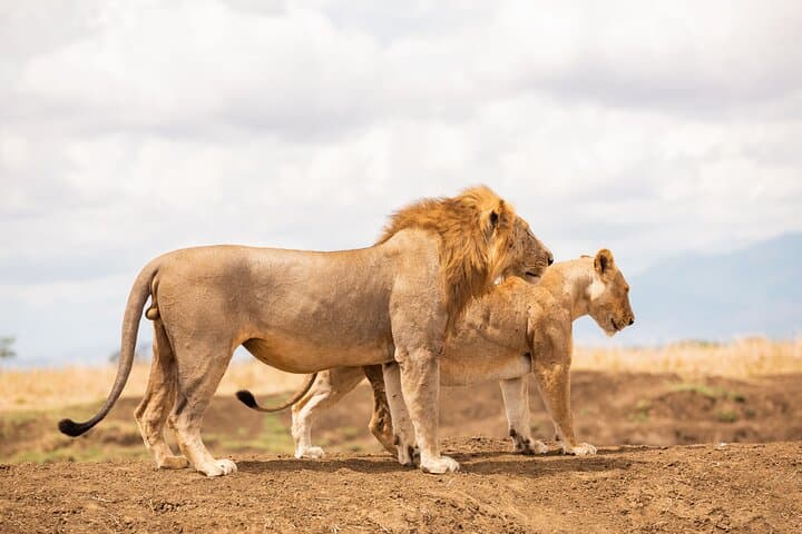 3 Days Private Mikumi National Park Wildlife Encounter Safari Tour