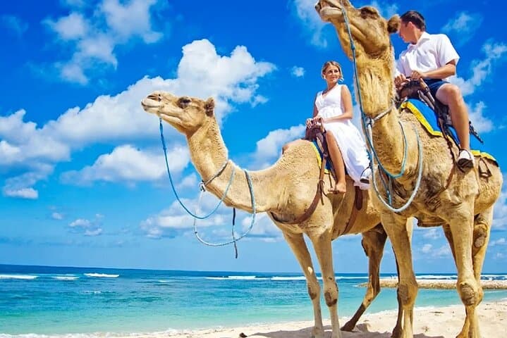 One Hour Camel Riding Adventure With transfer From Hurghada