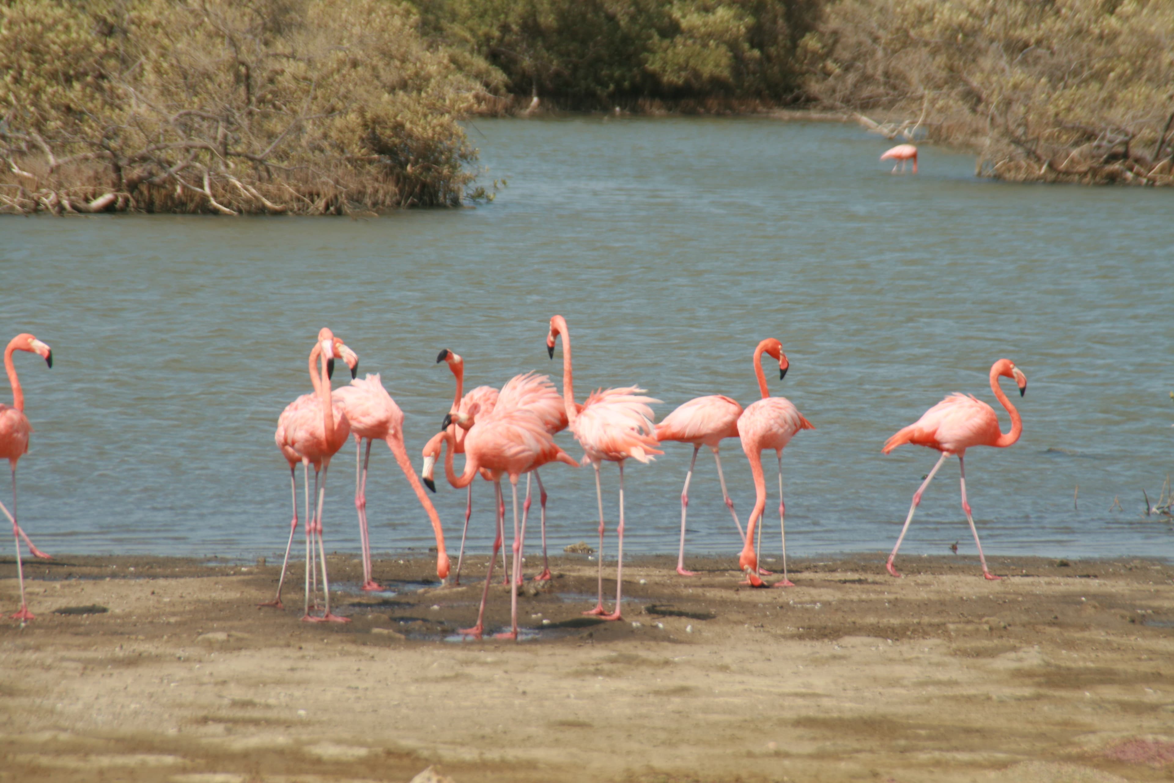 Flamingo & Mangrove Trip with Local Guide