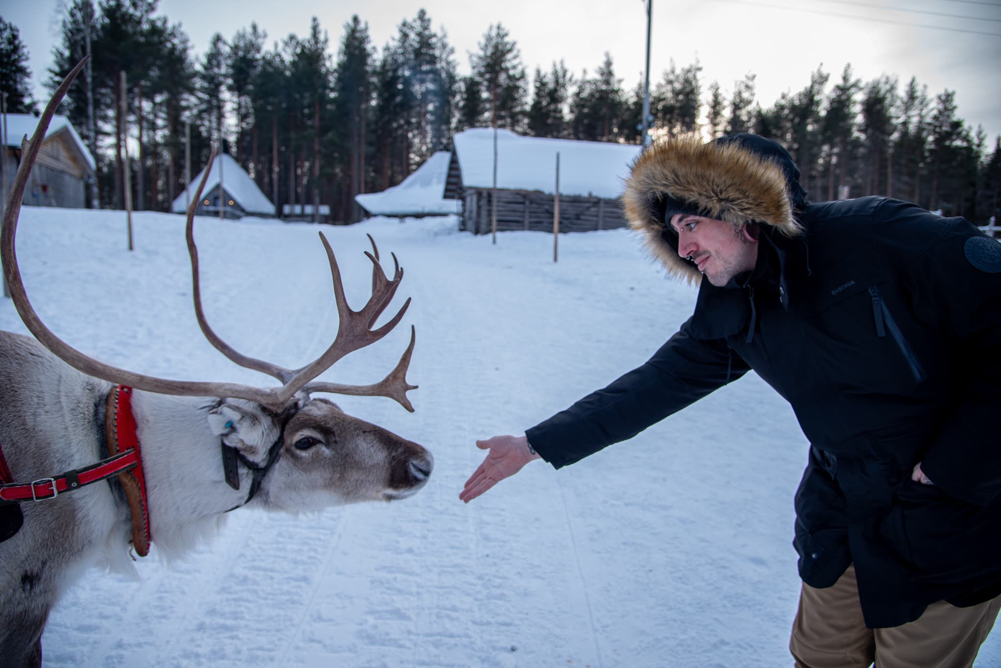 VISIT TO A TRADITIONAL REINDEER FARM + 400m SLEIGH RIDE