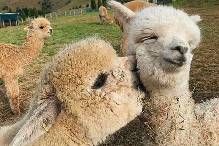 Shamakhi Alpaca Private Tour