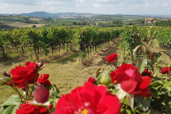 Degustazione di vini a Montepulciano con stop a Siena da Firenze