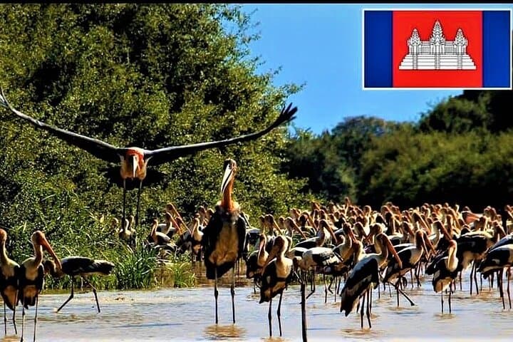 Prek Toal Birds Sanctuary & floating Village Private Tours from Siem Reap