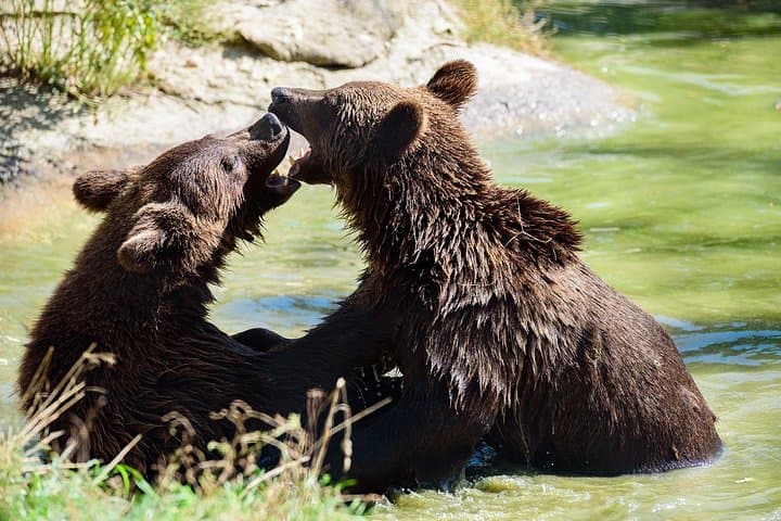 Bears Libearty Sanctuary and Dracula Bran Castle Day Trip