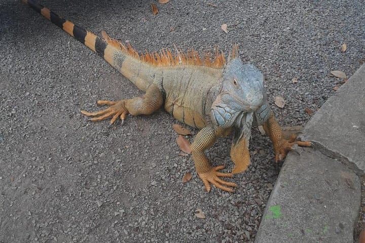 Roatan East End Adventure(Monkey,Sloth,Iguana Farm & Las Palmas Beach)