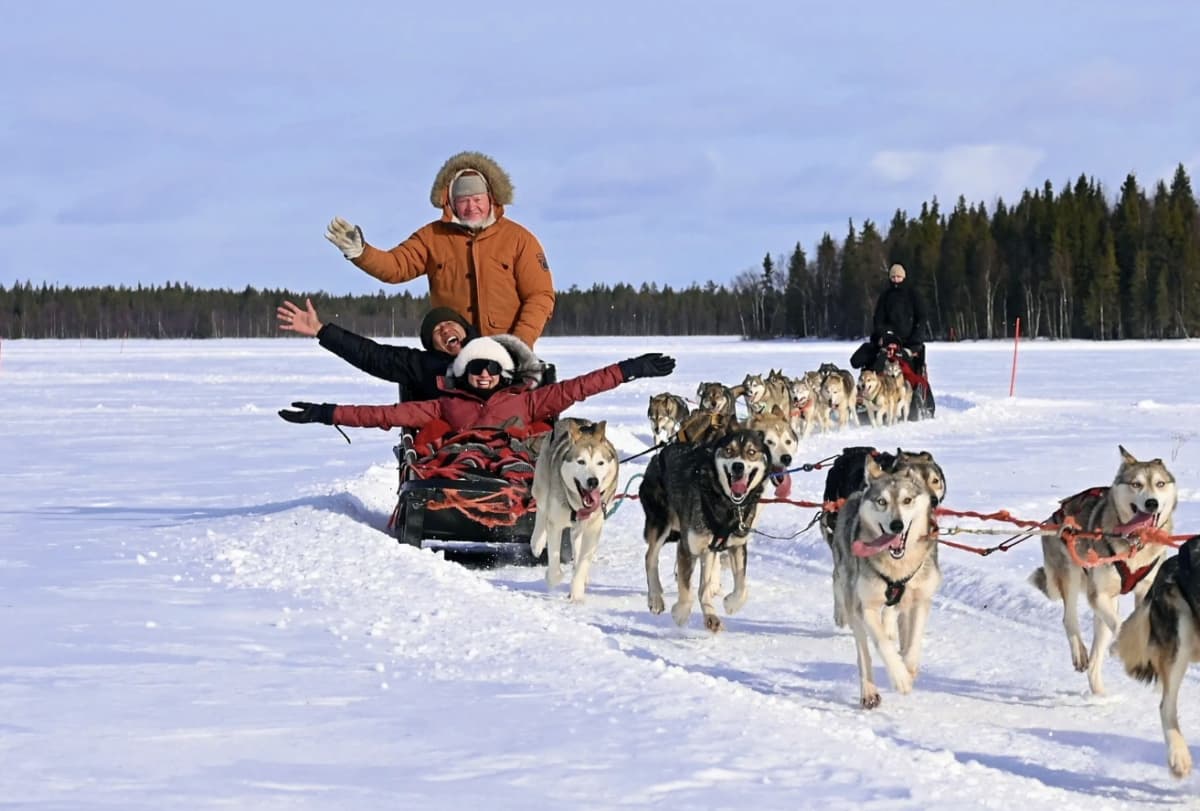 Husky Park and Musher-Driven safari 2 km, Levi