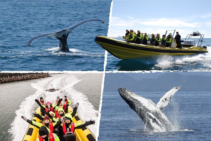 Ultimate Whale Watching Adventure on a RIB Speedboat in Reykjavík Bay, Iceland