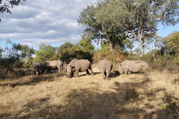Exclusive Game Drive & White Rhino Safari in Livingstone Zambia