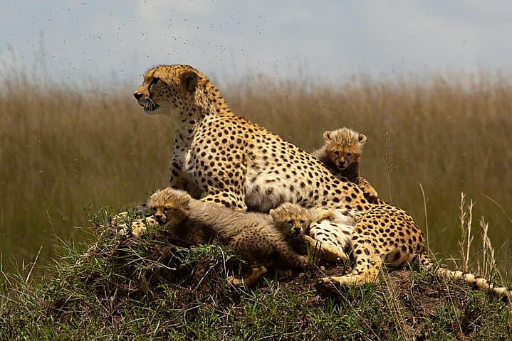 3-Days Masai Mara Group Joining Safari - Daily Departures