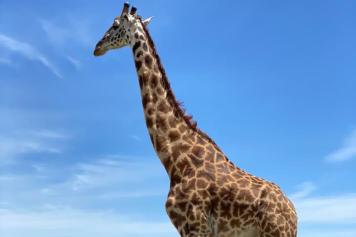 3-Days Arusha National Park-Tarangire park - Ngorongoro Crater