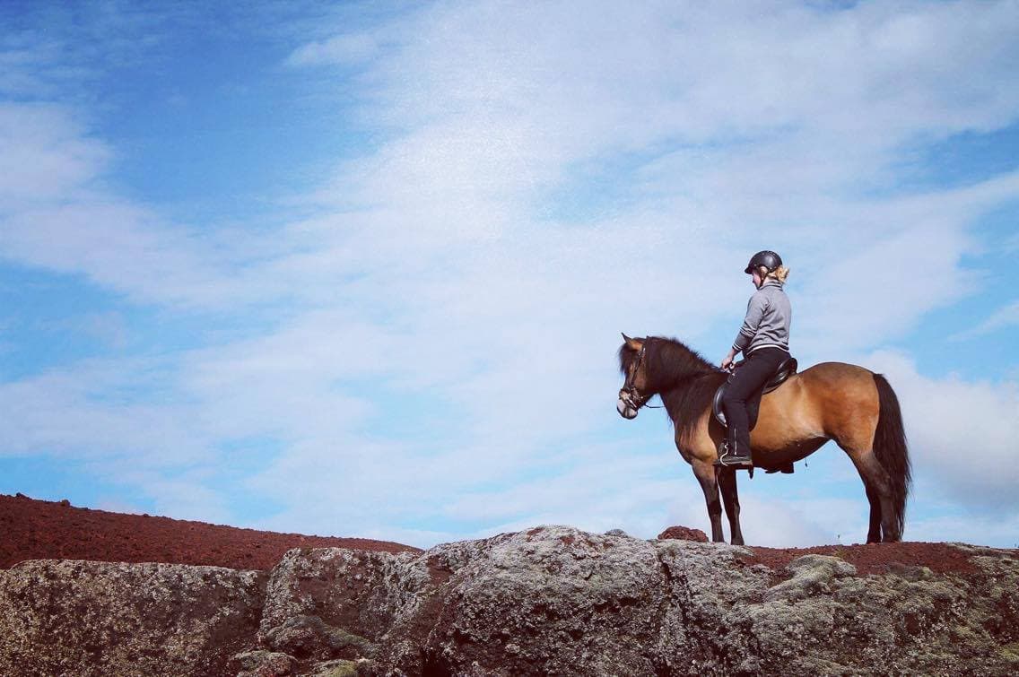 Viking Horses Morning Tour