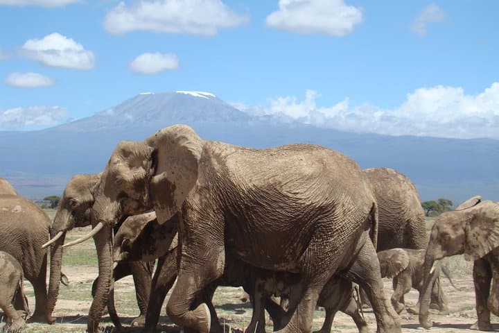 DAY TOUR TO AMBOSELI NATIONALPARK