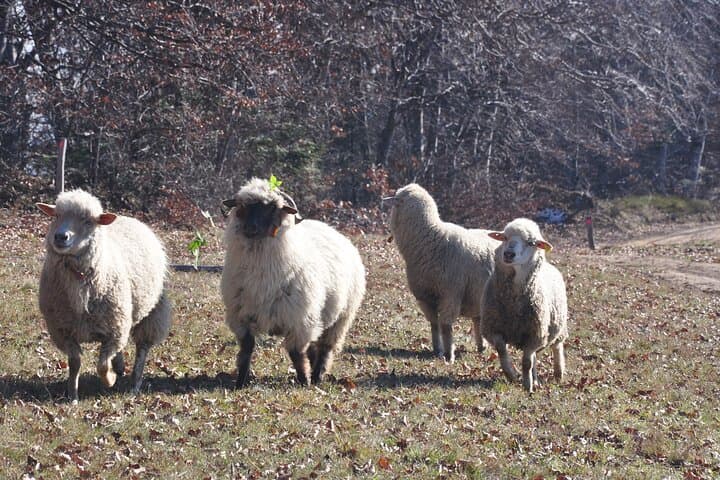 Rambling in Transylvania