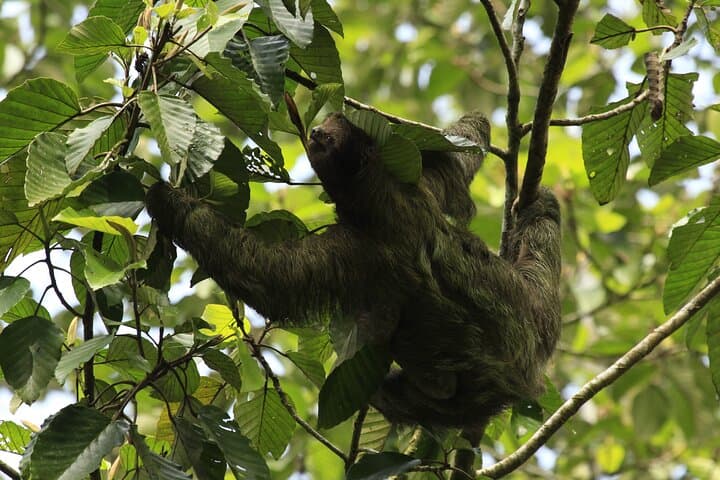 Guided Walking Sloths Observation 