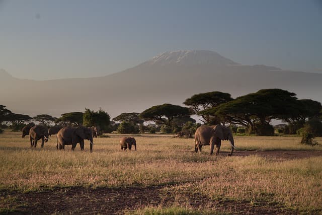 Kenya’s Signature Safari: 8 Days of Iconic Wildlife and Scenic Rift Valley Landscapes