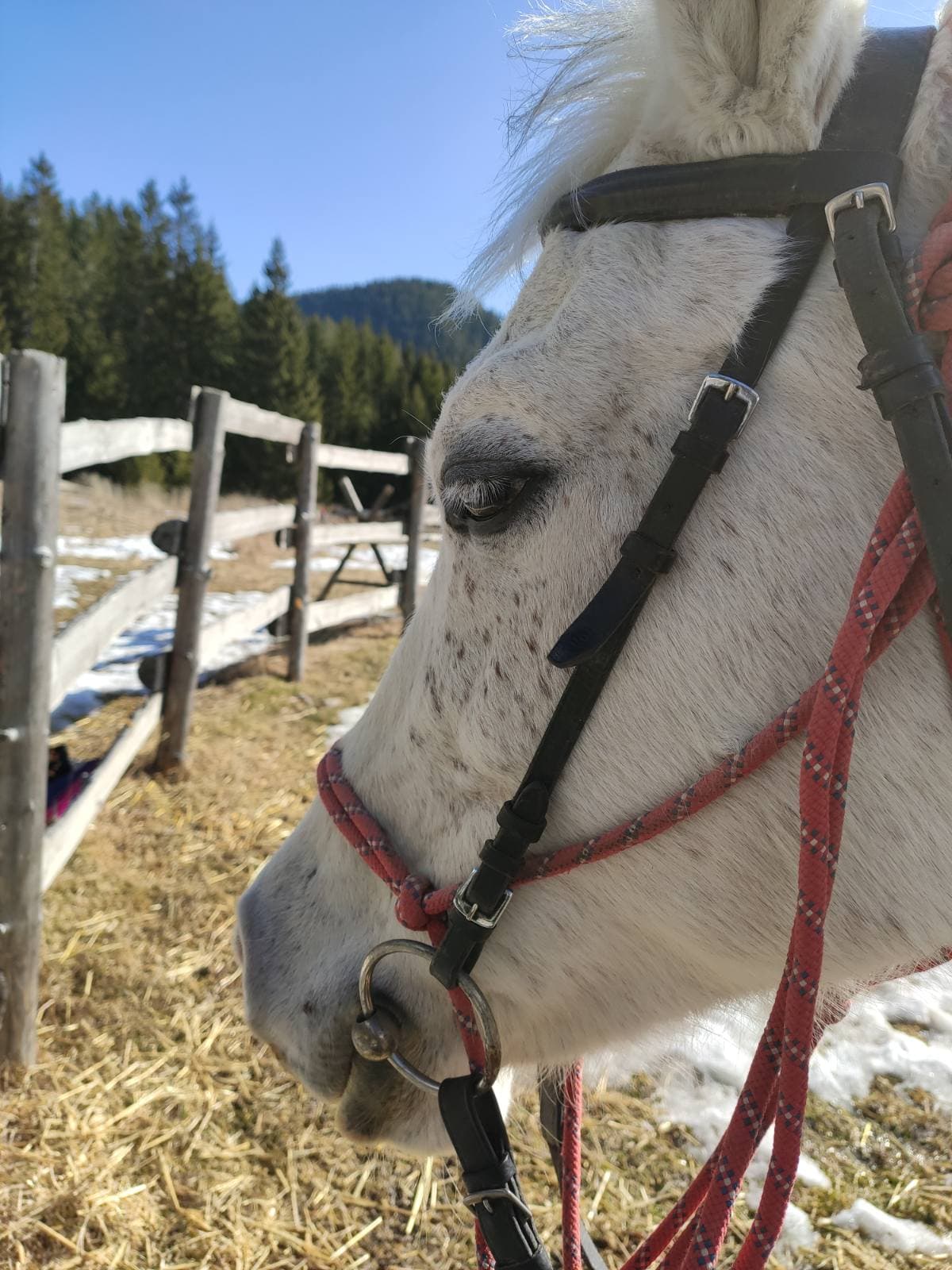 Horse Riding in the Valley of Roses in Thracian Spirit