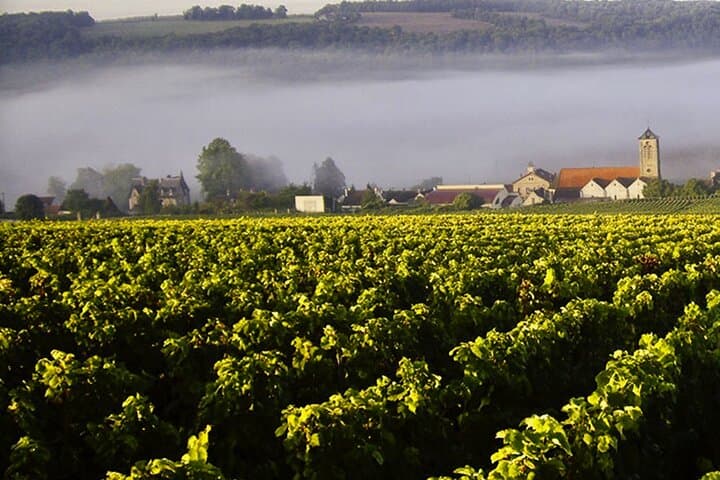 Moet et Chandon, Vineyards, Cellars, 7 tastings Private Champagne Trip.