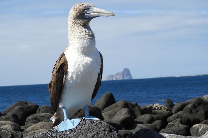  7-Day Galapagos Island Hopping Tour