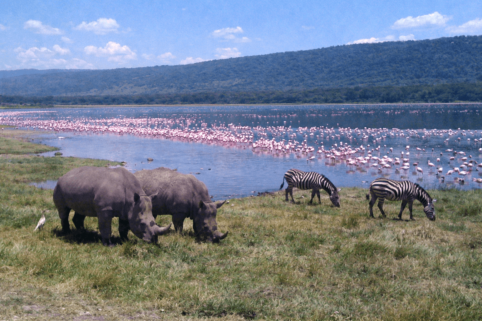 4-Day Amazing L Nakuru L Naivasha Hells Gate Birds Kenya Safari