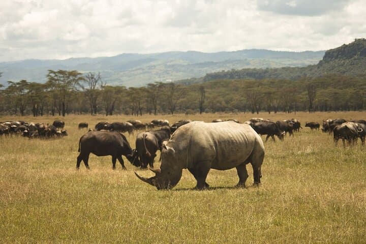 6-Day Group Joining Safari- Nairobi, Nakuru, Naivasha & Amboseli