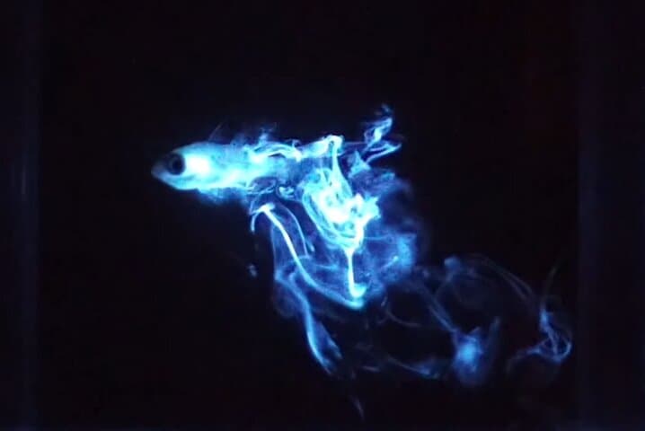 Bioluminescent Night Dive 