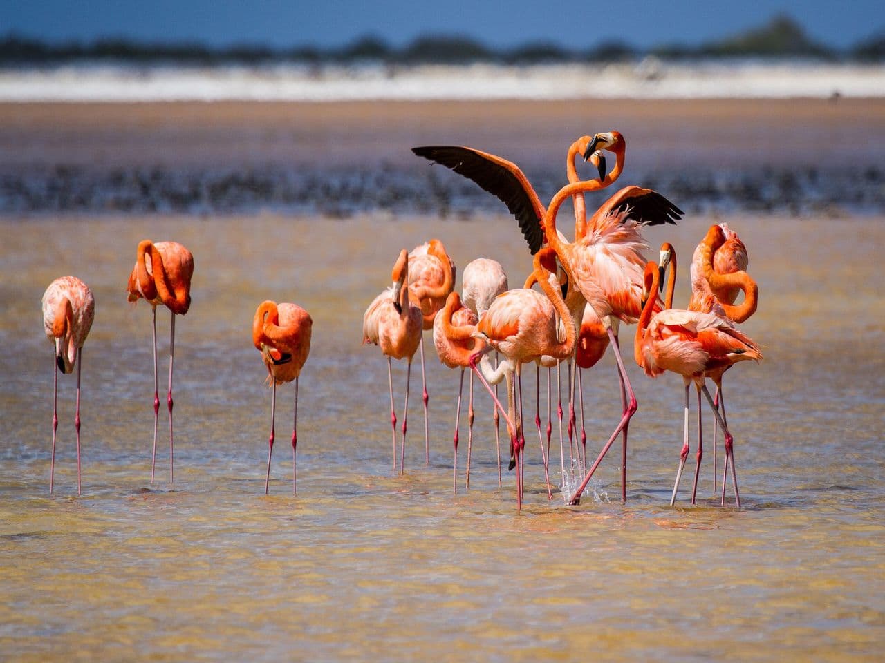 Flamingo & Mangrove Trip with Local Guide